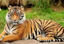 Ranthambore News Today