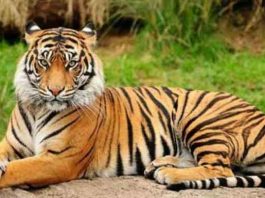 Ranthambore News Today