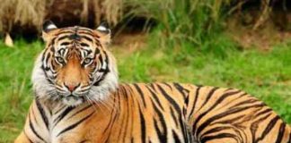 Tiger attacked in Gonda village, one died