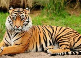 Ranthambore News Today