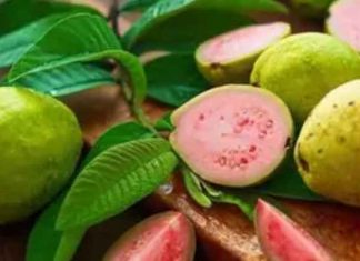 Thailand Guava