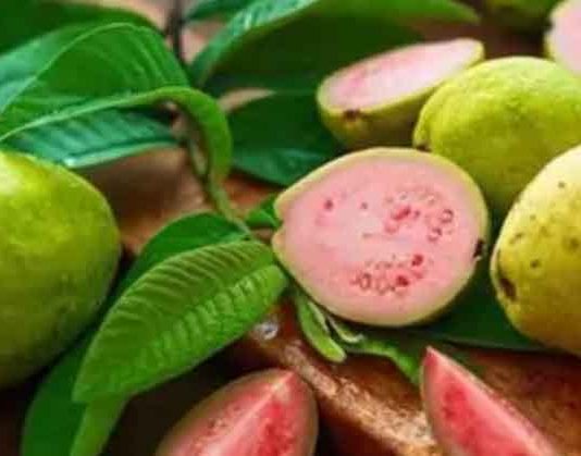 Thailand Guava