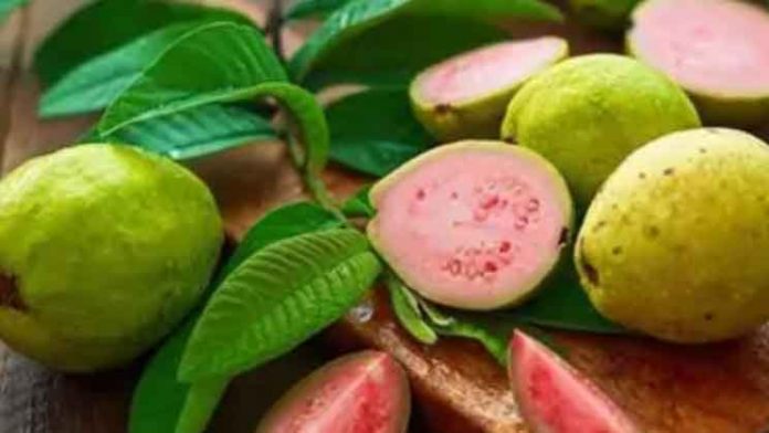 Thailand Guava