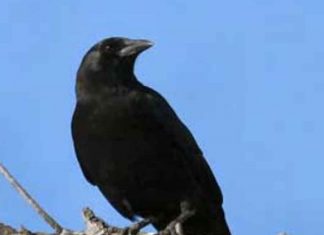 The-arrogant-crow