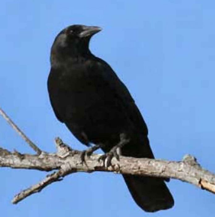 The-arrogant-crow