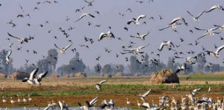 Migratory Birds