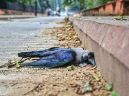 क्या यह केवल बर्ड फ्लू है?