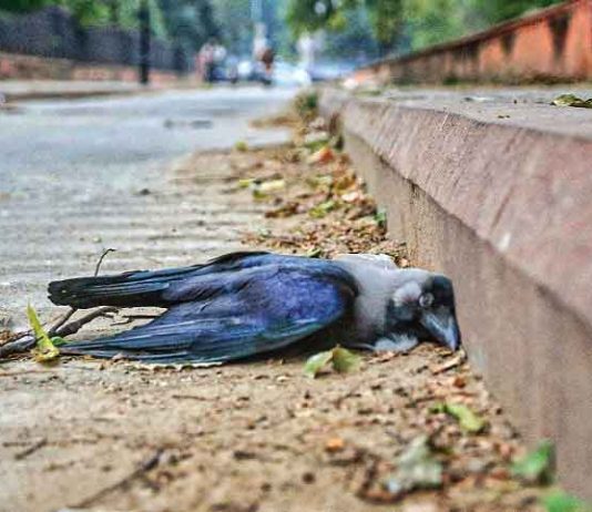 क्या यह केवल बर्ड फ्लू है?