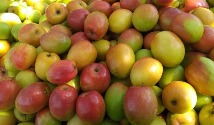 Indian Jujube