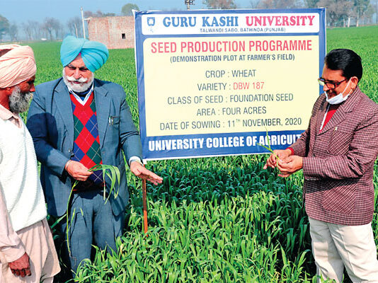 गेहूं से अधिक उत्पादन लेने के लिए जीकेयू तैयार कर रही गेहूँ के प्रमाणित बीज: डॉ. औलख JKU