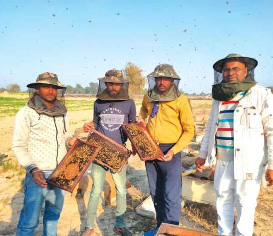 beekeeping