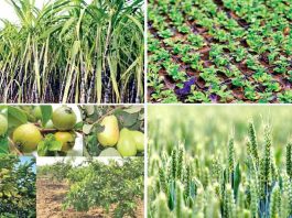 Agriculture