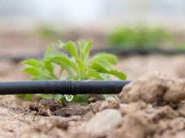 Drip-Irrigation-2