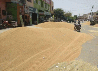 Adhatis on a strike, depot holders will buy wheat