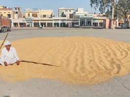 Farmer watching the wheat crop in the market