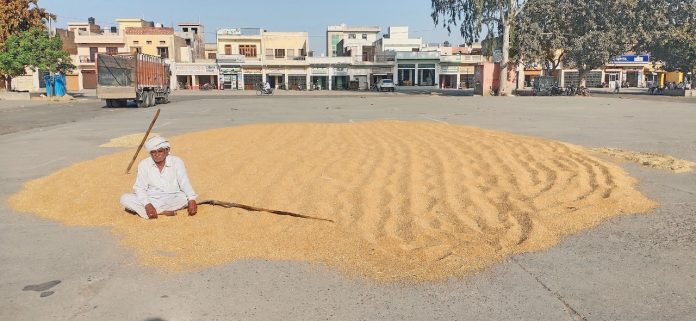 Farmer watching the wheat crop in the market