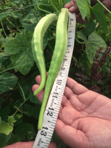 'Grow at home and eat poison-free vegetables'