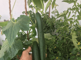 ‘घर में ही उगाएं और खाएं जहर मुक्त सब्जियां’ 'Grow at home and eat poison-free vegetables'