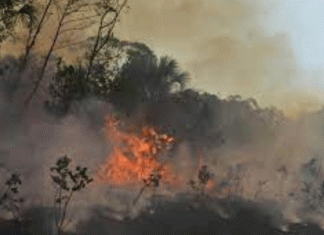 मिजोरम की जंगली आग का रुख शहरों की तरफ Mizoram's wild fire moves towards cities