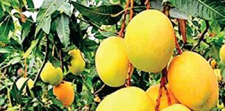 New Variety of Mango
