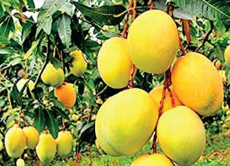 New Variety of Mango