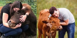 Cow Hugging