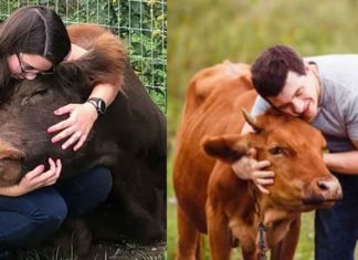 Cow Hugging