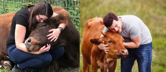 Cow Hugging