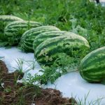 Farmer caught the path of self-sufficiency with watermelon