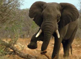 हाथी को आया गुस्सा, दो लोगों को पैरो से कुचला, बाल-बाल बच गई बच्ची