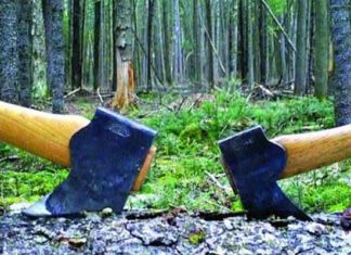 उजड़ते जंगलों की व्यथा कौन सुनेगा? Deforested Forests