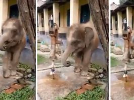 पानी के लिए हाथी के बच्चे की कोशिश देख रह जाएंगे हैरान Elephant's Child