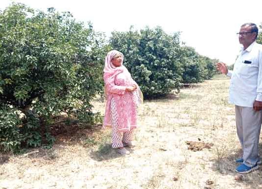 बागवानी में सबसे आगे ‘ख्यौवाली’ Horticulture-Farming