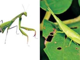 Insect