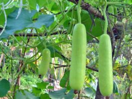Lauki-kee-kheti