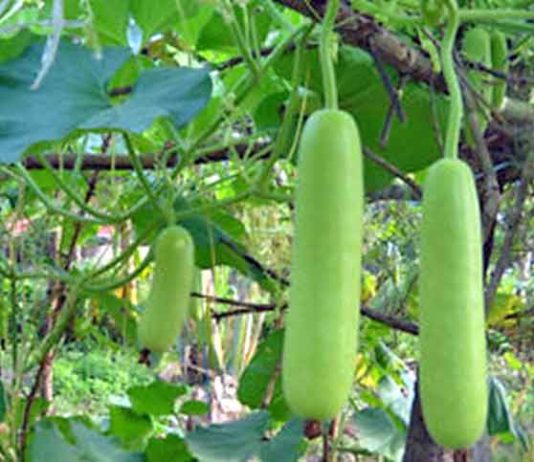 गर्मियों में किसान भाई ‘बोटल गार्ड’ की करें उन्नत खेती Lauki-kee-kheti