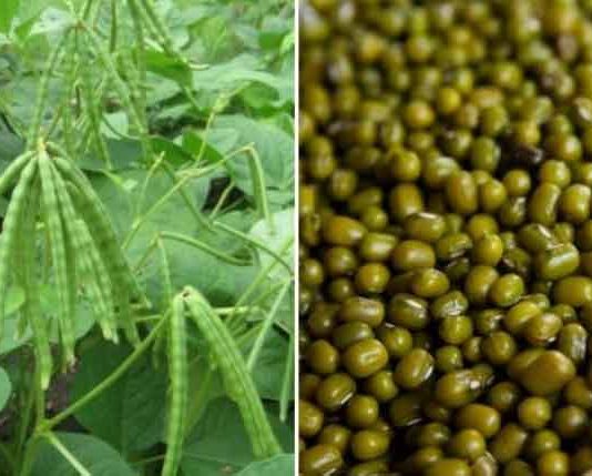 द. हरियाणा के किसानों ने धान व बाजरा छोड़ मूंग पर दिया जोर Moong Crop