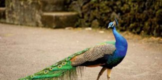 Peacock