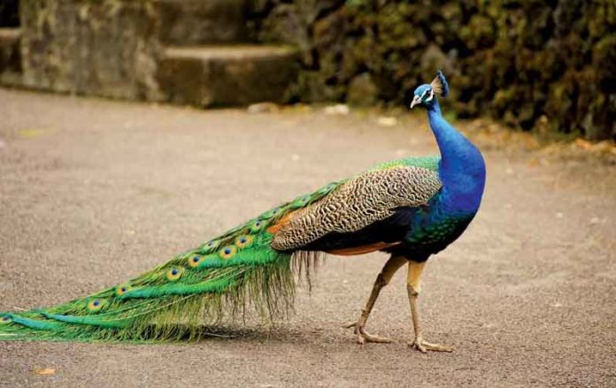 Peacock