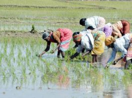 Sowing-of-paddy