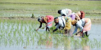 Sowing-of-paddy