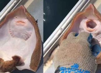 Unique Fish