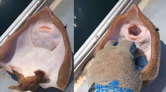 Unique Fish