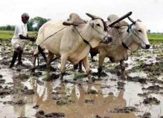 aggrieved-farmers sachkahoon