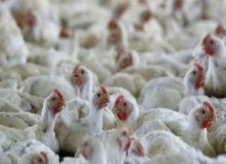 चिंताजनक: चीन में बर्ड फ्लू से संक्रमित हुआ इंसान Jharkhand Bird flu News