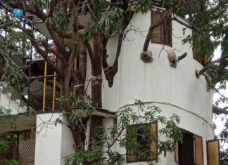 अजब-गजब! शख्स ने बिना टहनी काटे आम के पेड़ पर 4 मंजिला घर बना दिया house-lovely
