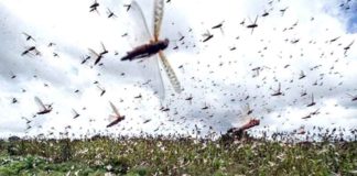 locust-swarm