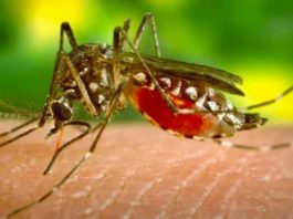 mosquito borne diseases in UP SACHKAHOON