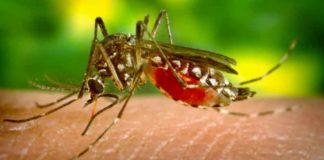 mosquito borne diseases in UP SACHKAHOON