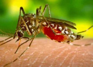 mosquito borne diseases in UP SACHKAHOON